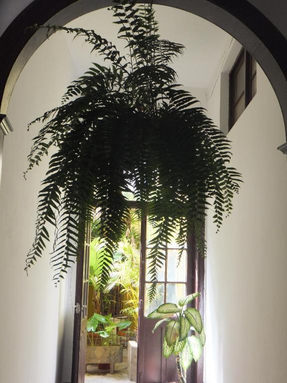 Casa Colonial Cejas Hotel Santa Cruz de Tenerife Kültér fotó